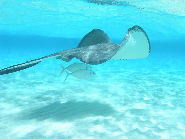 Stingray City